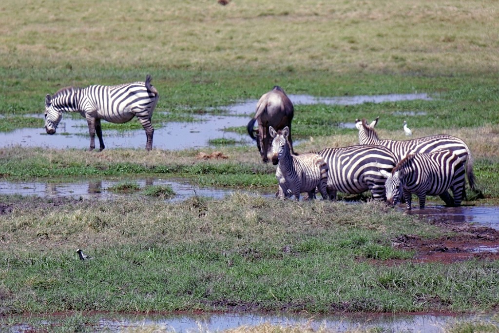 Kenia (166).jpg